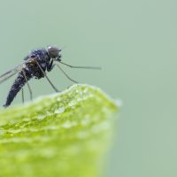 Insekten und Spinnen