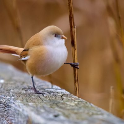 Axel Kottal - Platz 2