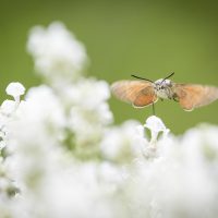 _C5A4642-Bearbeitet