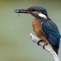 Vögel