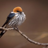 Vögel